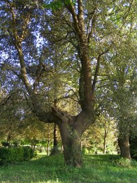 Ozollo Errota marea-errota (Gautegiz Arteaga).